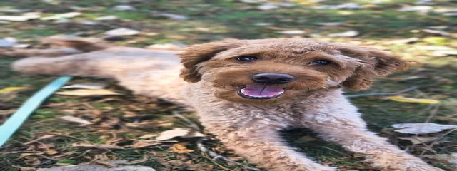 Teddy