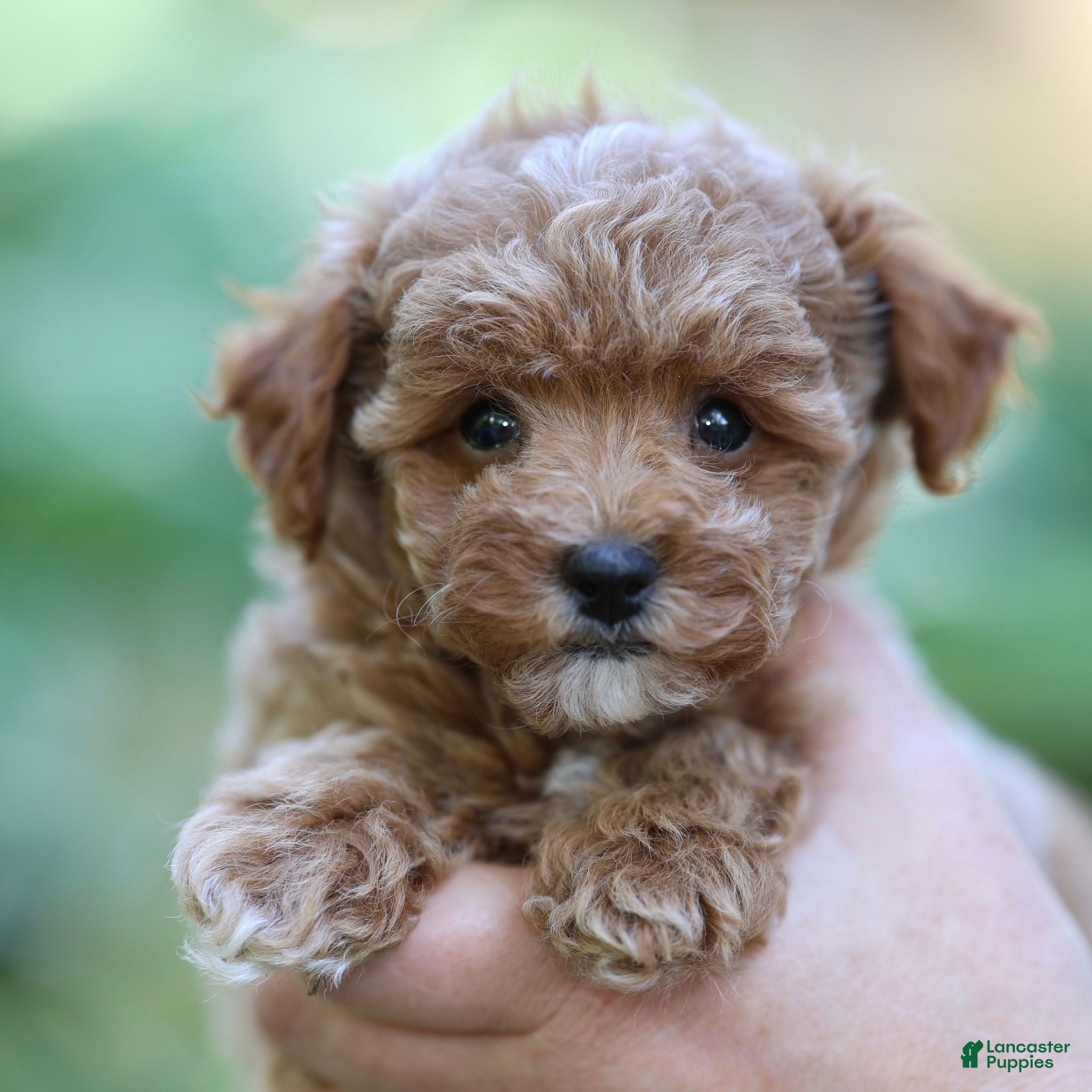 Toy Poodle dogs Pepen - Ad 2