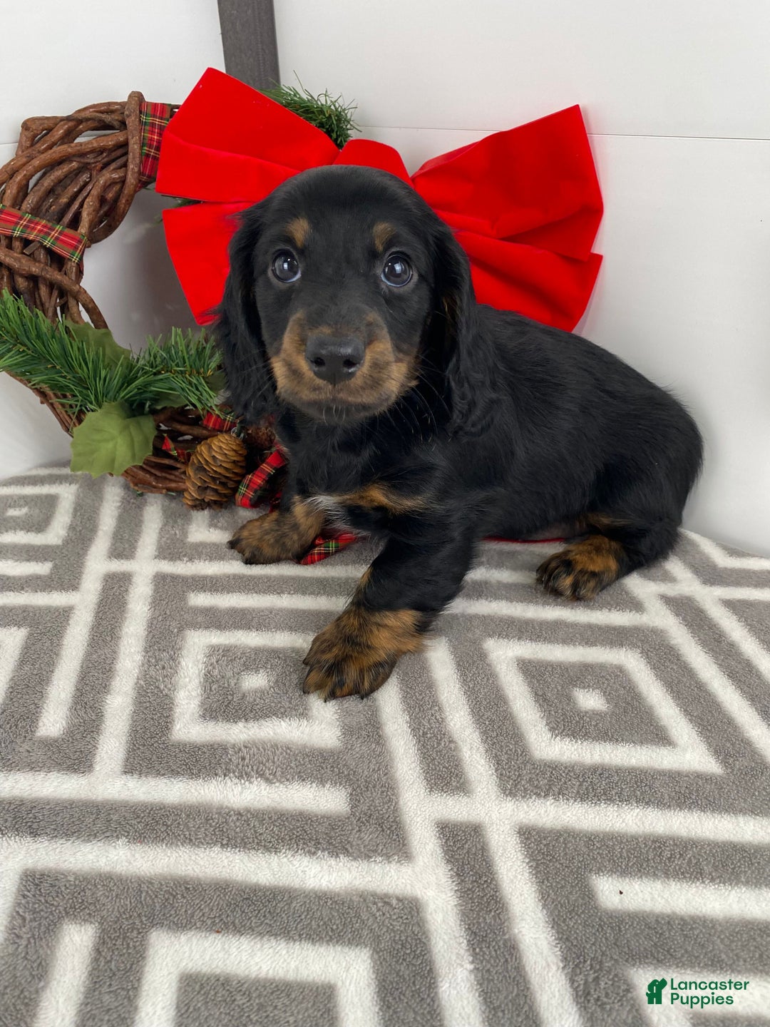 Miniature Dachshund dogs for sale: Daisy - Ad 2