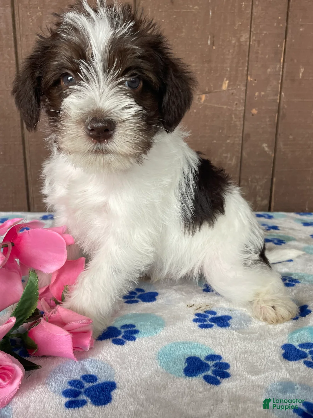 Miniature Schnauzer dogs for sale: Popcorn - Ad 1