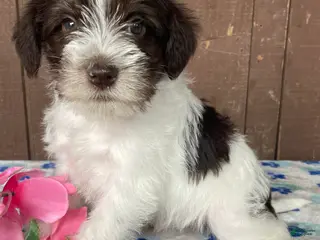 Miniature Schnauzer dogs Popcorn - Ad 38