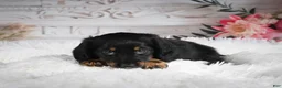 Miniature Dachshund dogs for sale: AKC-Amber - Ad 6