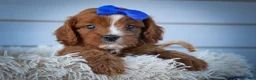 Cavapoo dogs for sale: Kyle🐾 - Ad 1