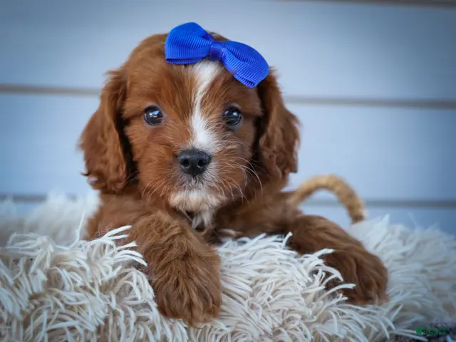 Cavapoo dogs Kyle🐾 - Ad 1