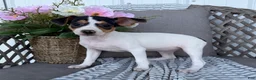 Toy Fox Terrier dogs for sale: Tulip - Ad 4