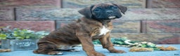 Boxer dogs for sale: Rodney - Ad 3