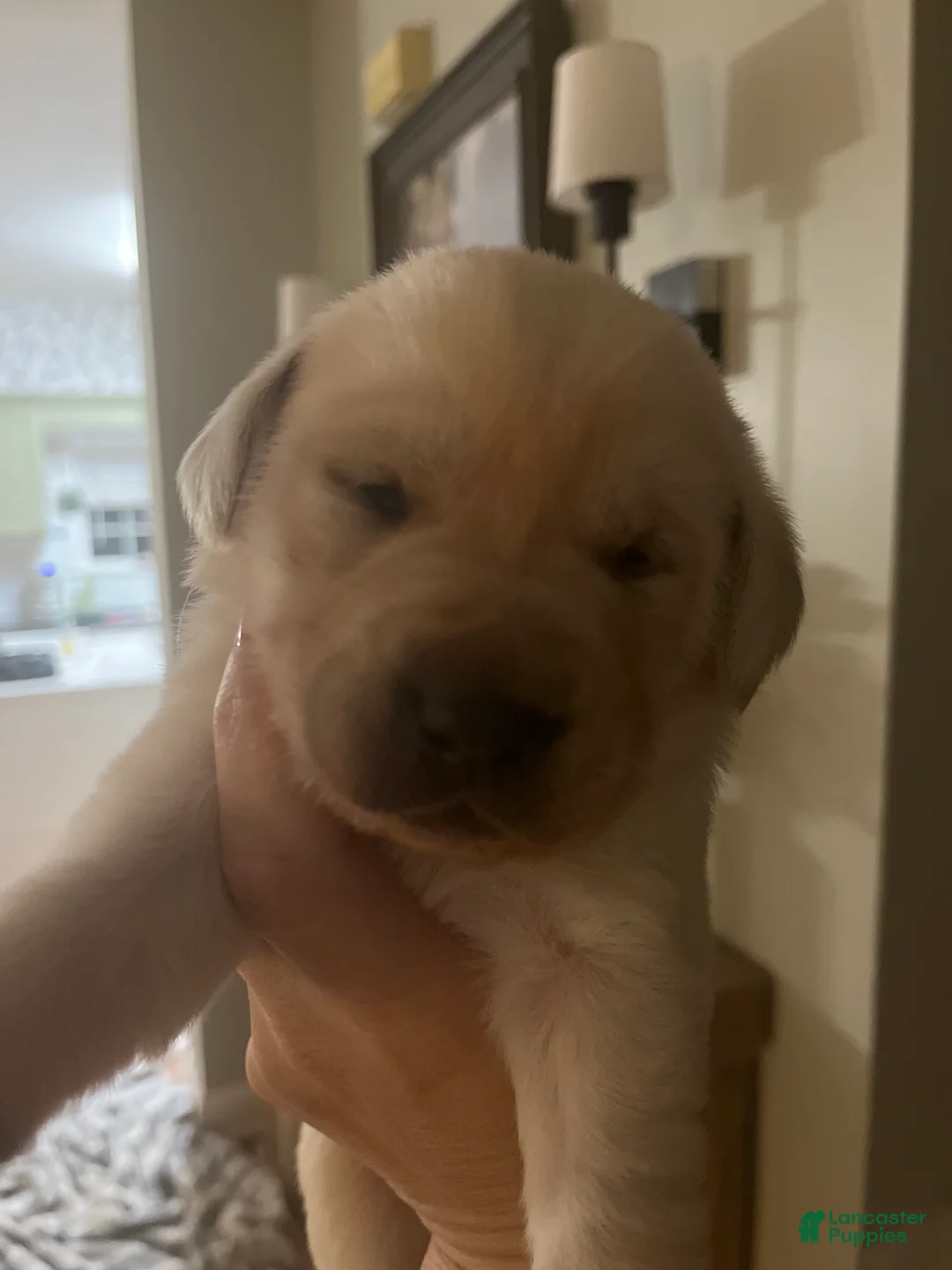 Labrador Retriever dogs for sale: Gomer  - Ad 1