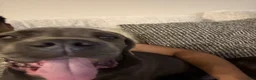 Mixed Breed dogs for sale: Ghost - Ad 3