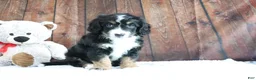 Mini Bernedoodle dogs for sale: Jase - Ad 4