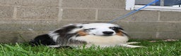 Australian Shepherd dogs for sale: Cooper - Ad 5