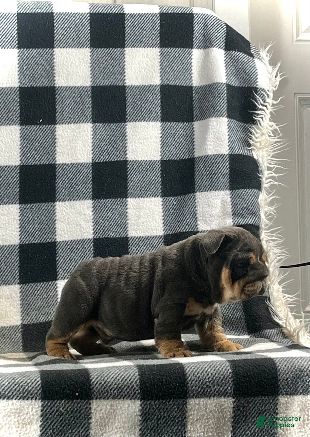 English Bulldog dogs for sale: Mason - Ad 2