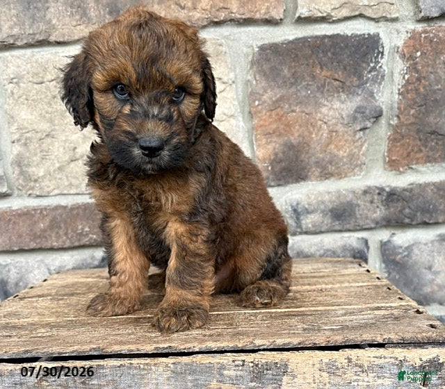 Whoodle dogs Monroe - Ad 2
