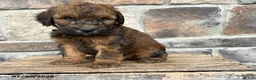 Whoodle dogs for sale: Monroe - Ad 2