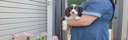 Mixed Breed dogs for sale: Kisses - Ad 3