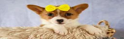 Welsh Corgi Pembroke dogs for sale:  Yvonne 🎀 - Ad 3