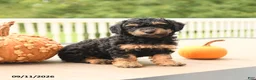 Miniature Poodle dogs for sale: Pumpkin - Ad 3