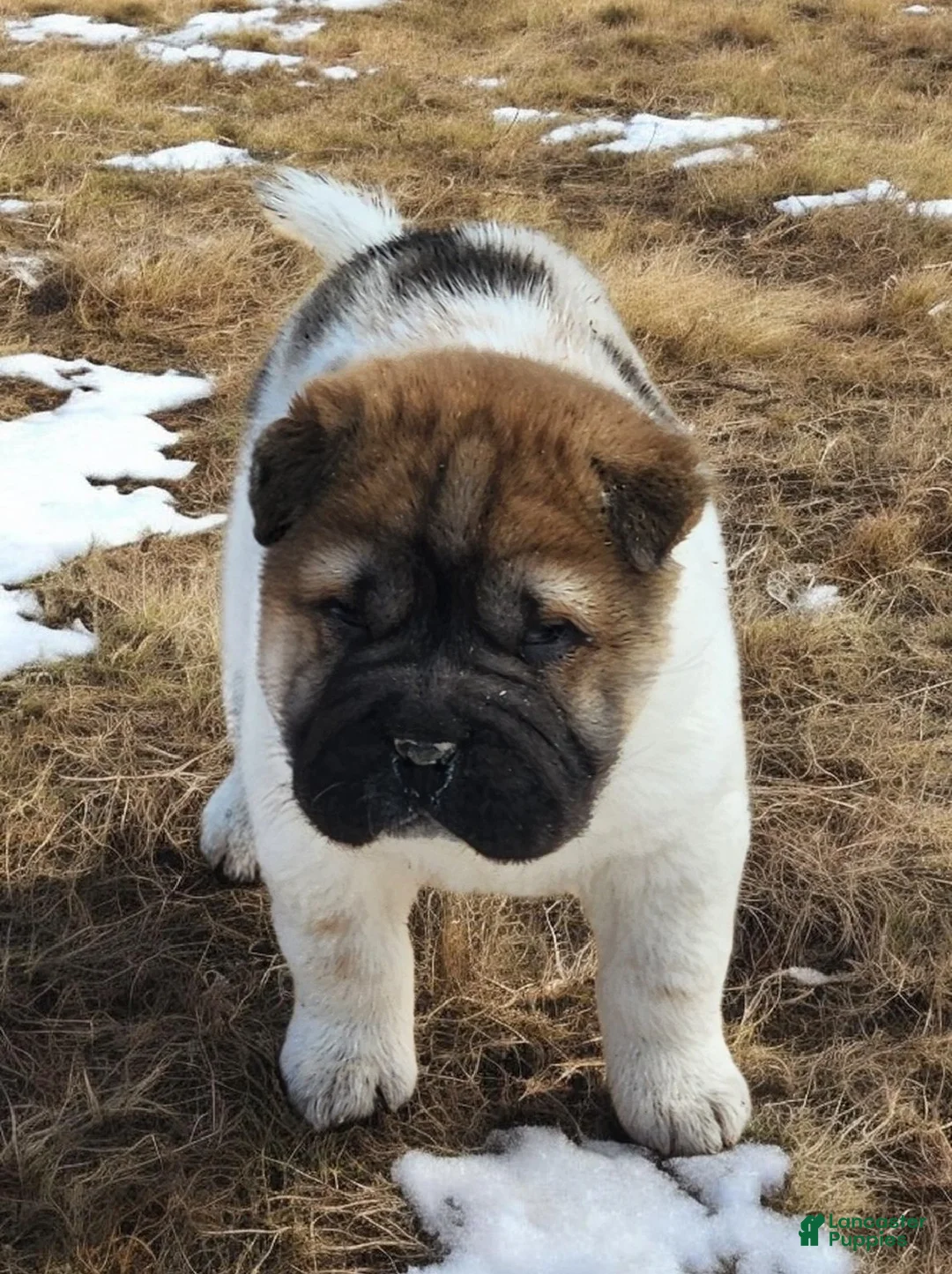 Shar Pei dogs for sale: Marble mini sable flower  - Ad 10