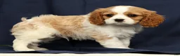 Cavalier King Charles Spaniel dogs for sale: Dominic - Ad 4