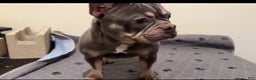 French Bulldog dogs for sale: French Bulldog Puppy 2 - Ad 3