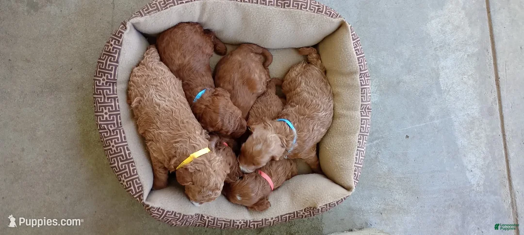 Mini Goldendoodle dogs for sale: Jayden - Ad 2