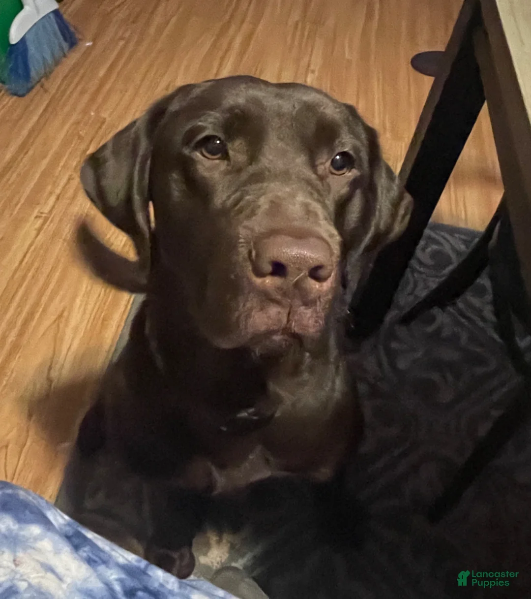 Labrador Retriever dogs for sale: Labrador Retriever Puppy 6 - Ad 3