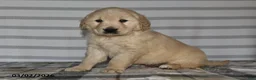 Golden Retriever dogs for sale: Ivy - Ad 2