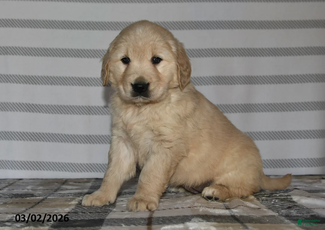 Golden Retriever dogs for sale: Ivy - Ad 2