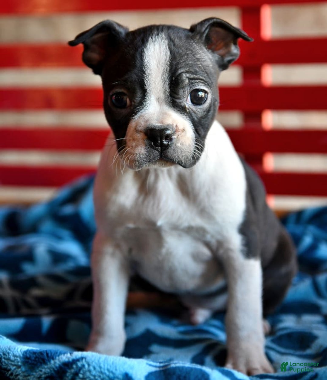 Gallery Image {{count}}