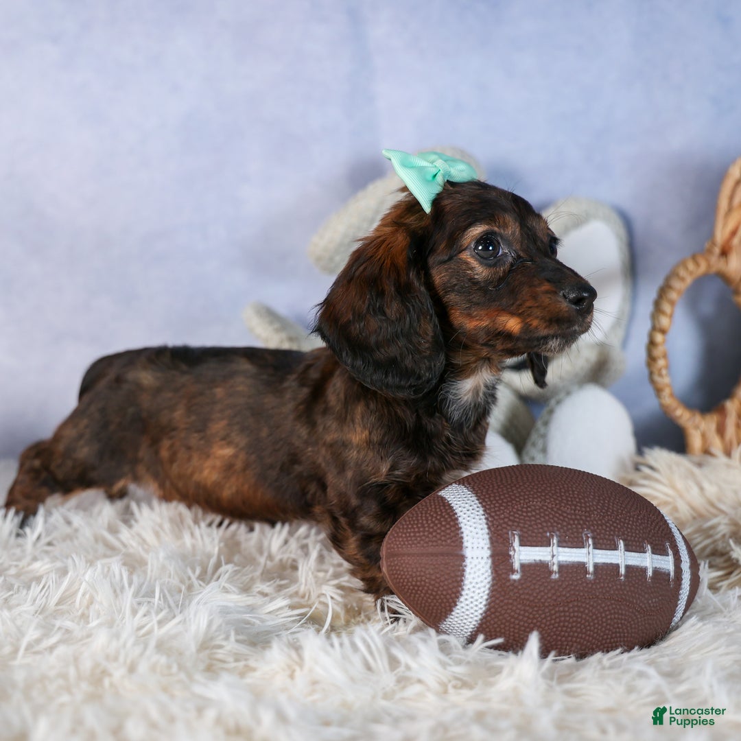 Miniature Dachshund dogs for sale: Cleo - Ad 15