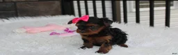 Yorkiepoo dogs for sale: Ella  - Ad 15