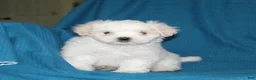 Malshi dogs for sale: Chip - Ad 1