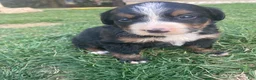 Bernese Mountain Dog dogs for sale: Ginger - Ad 11