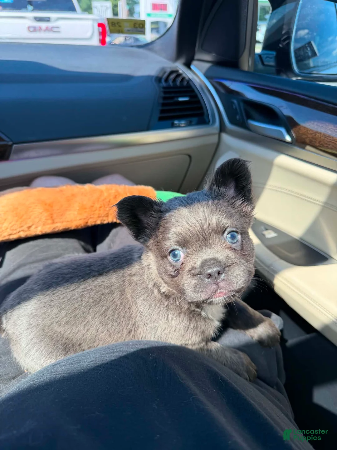 French Bulldog dogs for sale: Fluffy French Bulldog  - Ad 1