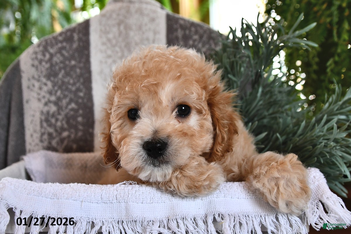 Cavachon dogs Max - Ad 2