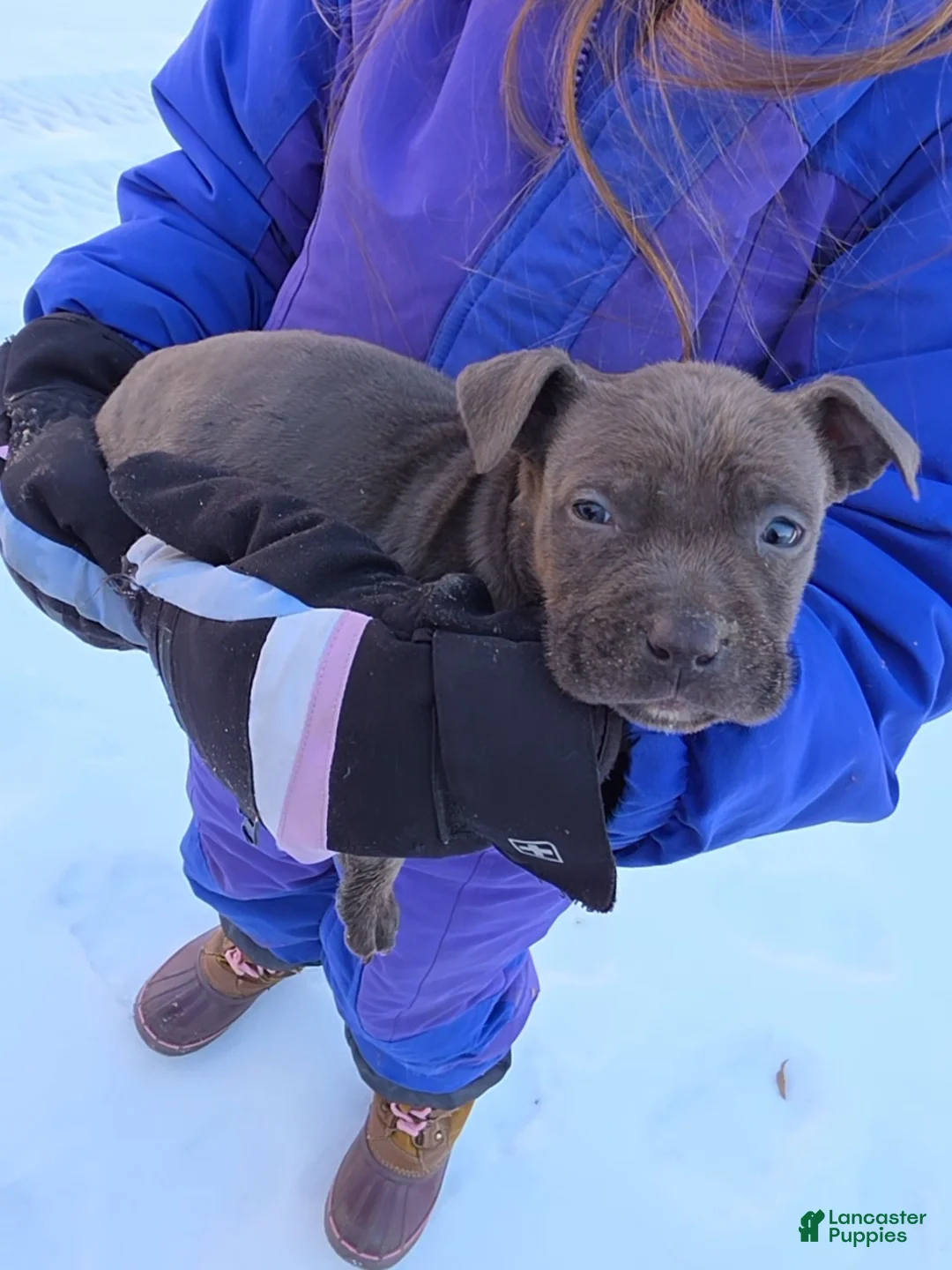 American Staffordshire Terrier dogs for sale: American Staffordshire Terrier Puppy 5 - Ad 2