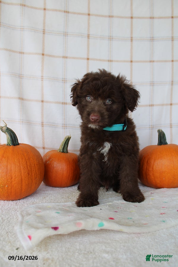Mini Aussiedoodle dogs Barkley - Ad 2