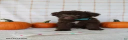 Mini Aussiedoodle dogs for sale: Barkley - Ad 2