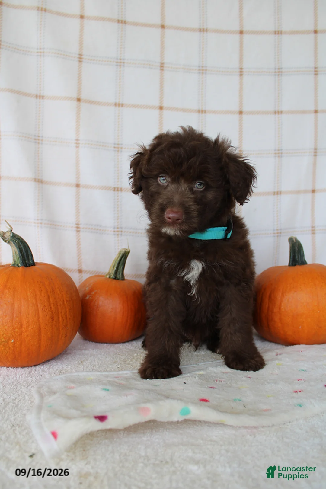 Mini Aussiedoodle dogs for sale: Barkley - Ad 2