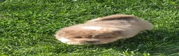 Shar Pei dogs for sale: Norah  - Ad 6
