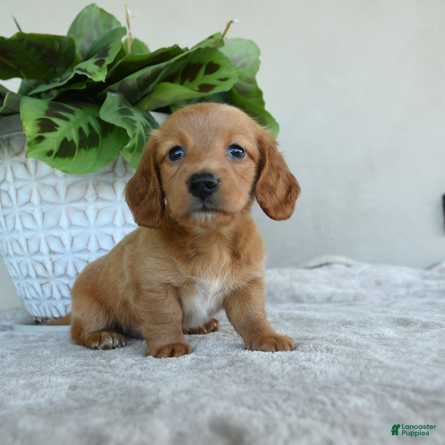 Dachshund dogs for sale: Wellington - Ad 1
