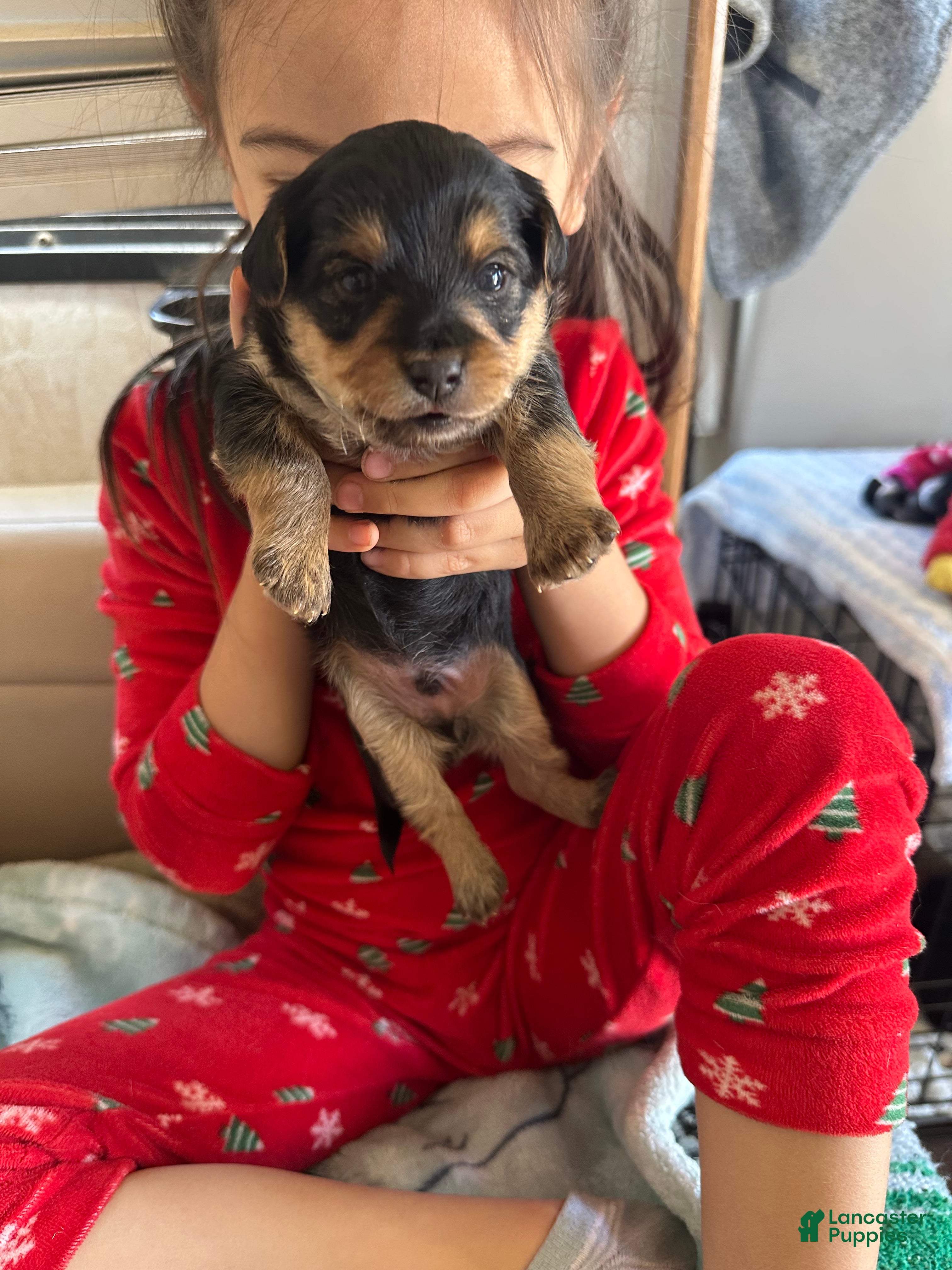 Mixed Breed dogs Mixed Breed Puppy 1 - Ad 1