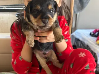 Mixed Breed dogs for sale: Mixed Breed Puppy 1 - Ad 3