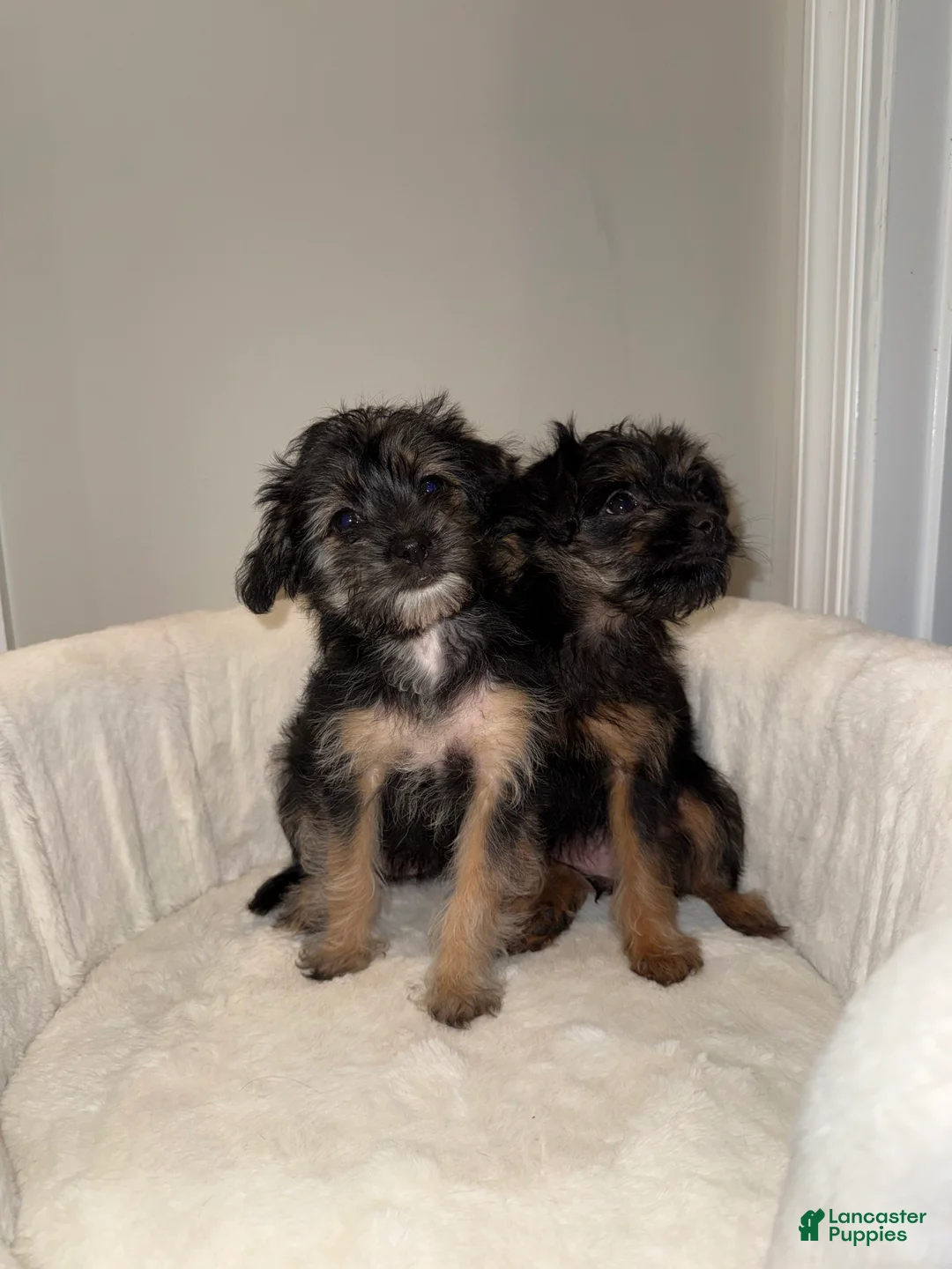 Morkie dogs for sale: Morkie Puppy 1 - Ad 3