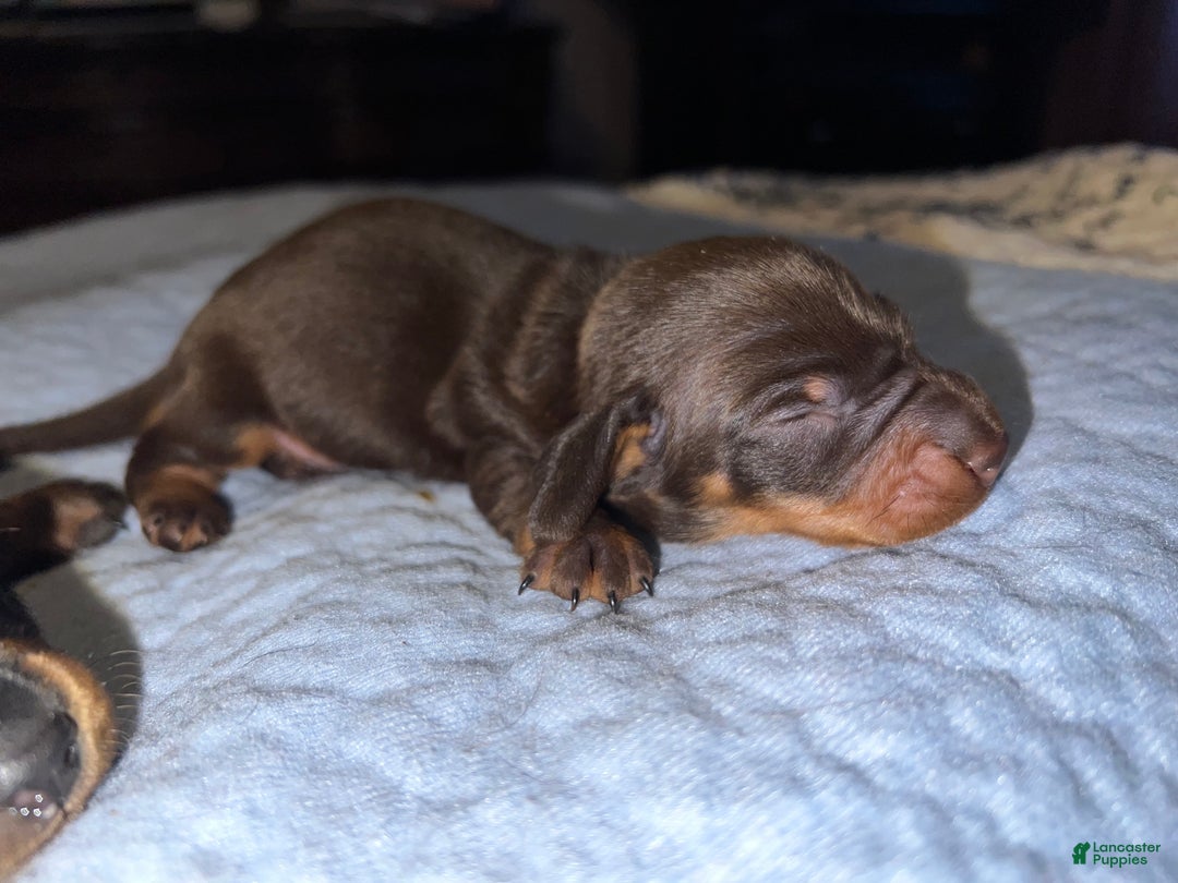 Miniature Dachshund dogs for sale: Smooth Russian girl both parents are champions  - Ad 2