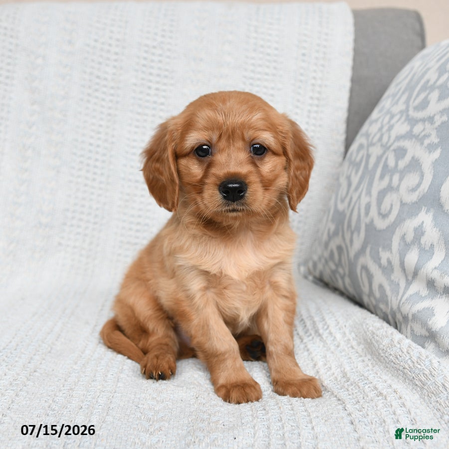 Miniature Golden Retriever dogs Murphy - Ad 1