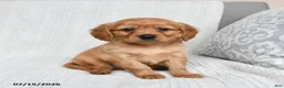 Miniature Golden Retriever dogs for sale: Murphy - Ad 1