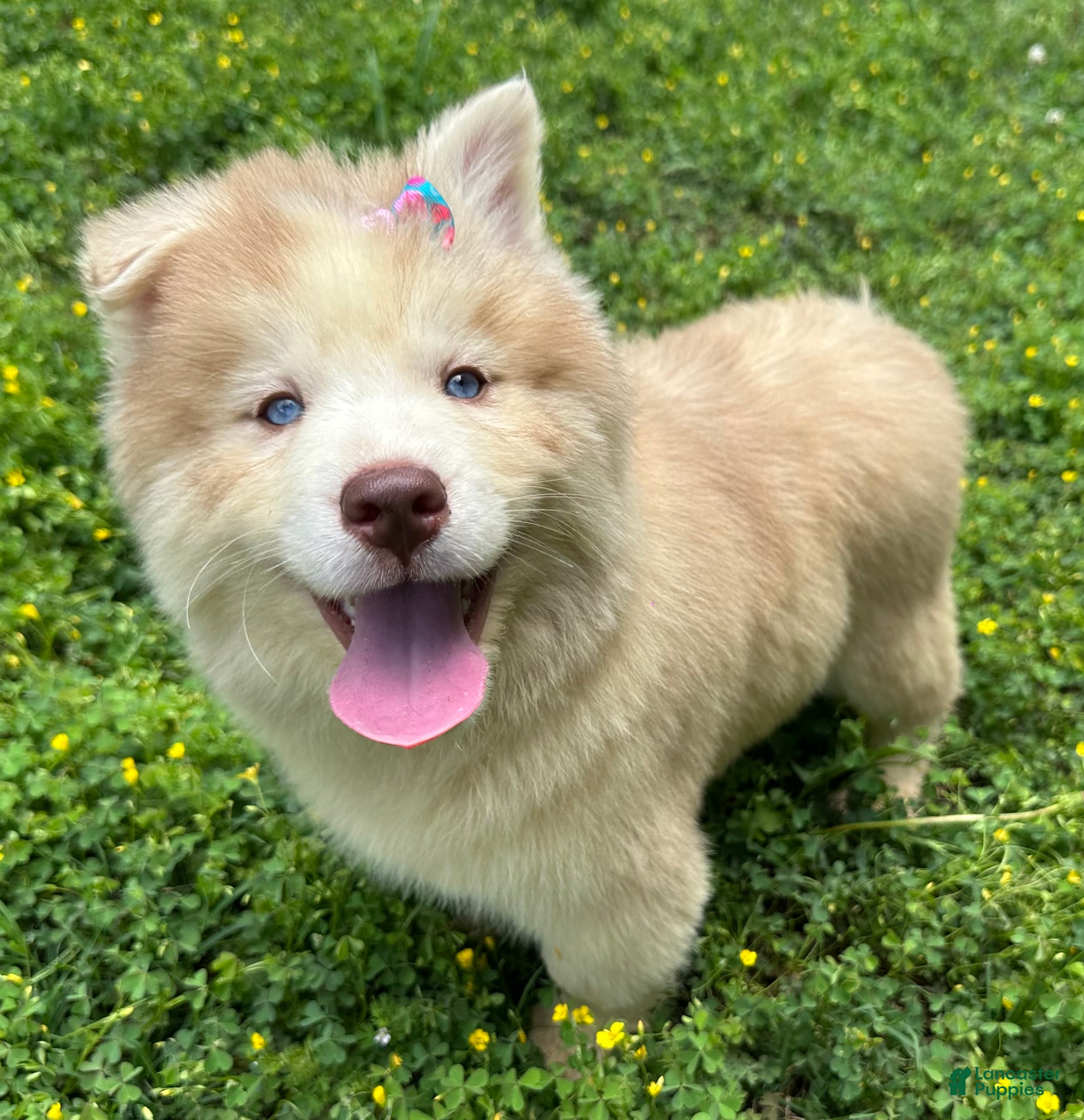 Siberian Husky dogs RAYA - Ad 1