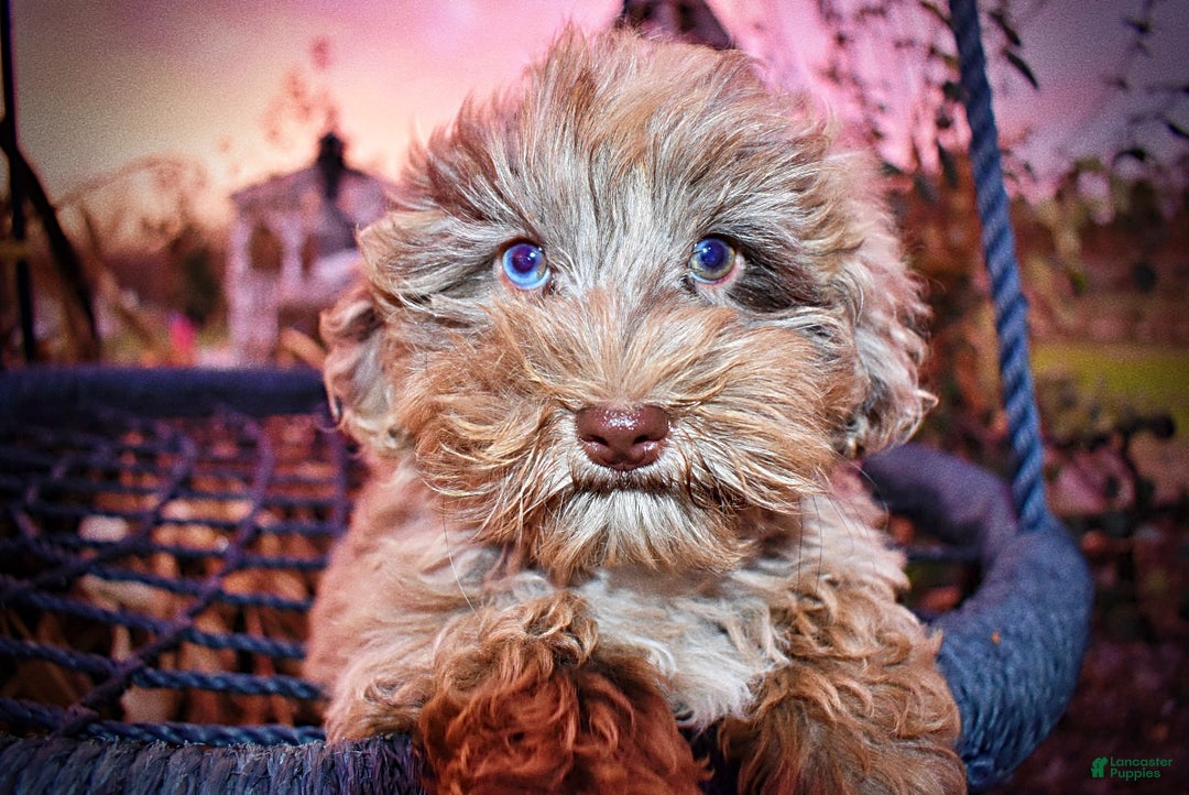 Havapoo dogs for sale: Yoda - Ad 7