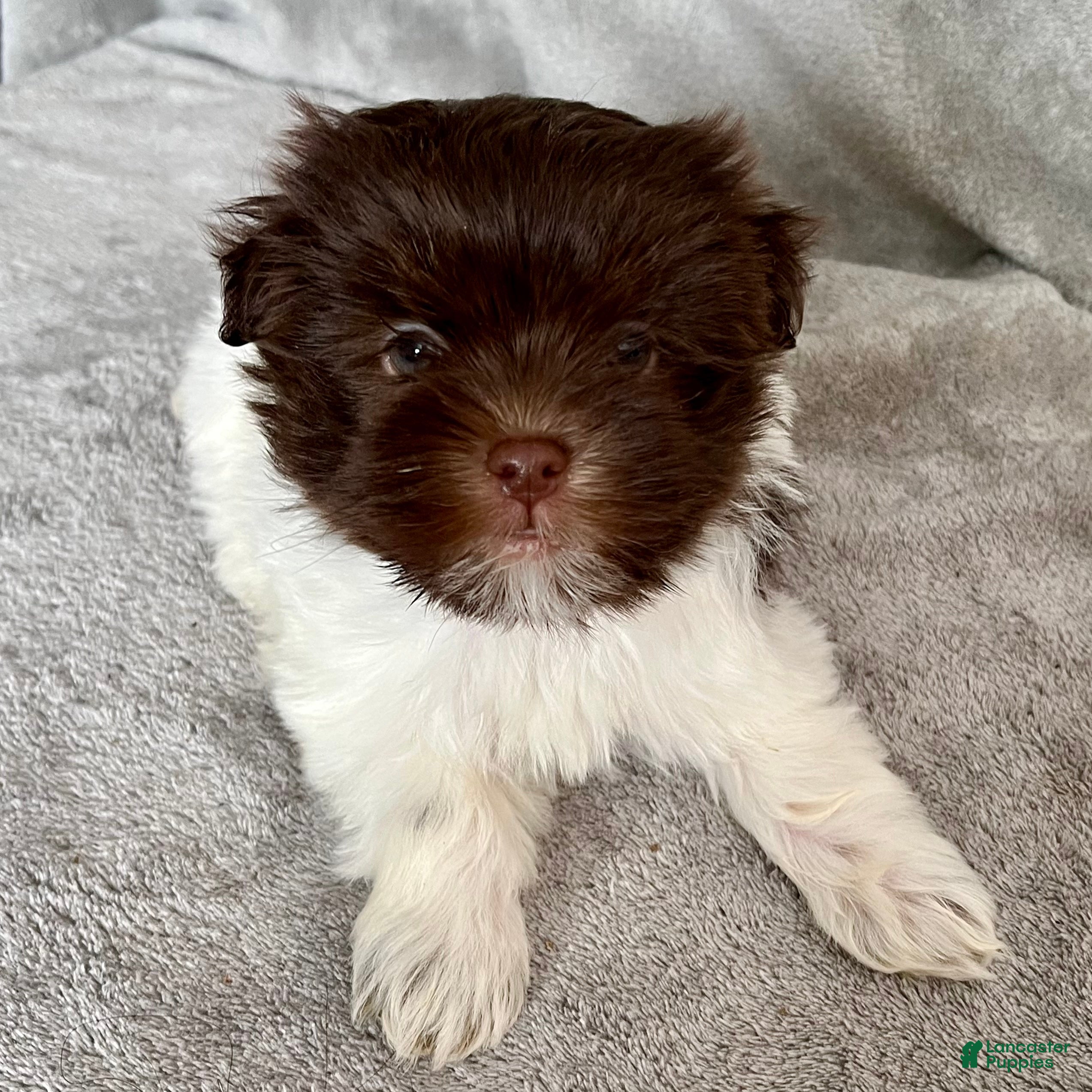 Havanese dogs Theodore - Ad 1