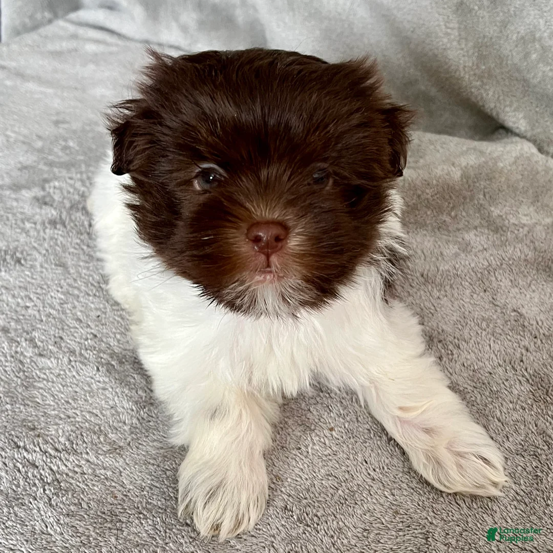 Havanese dogs for sale: Theodore - Ad 1